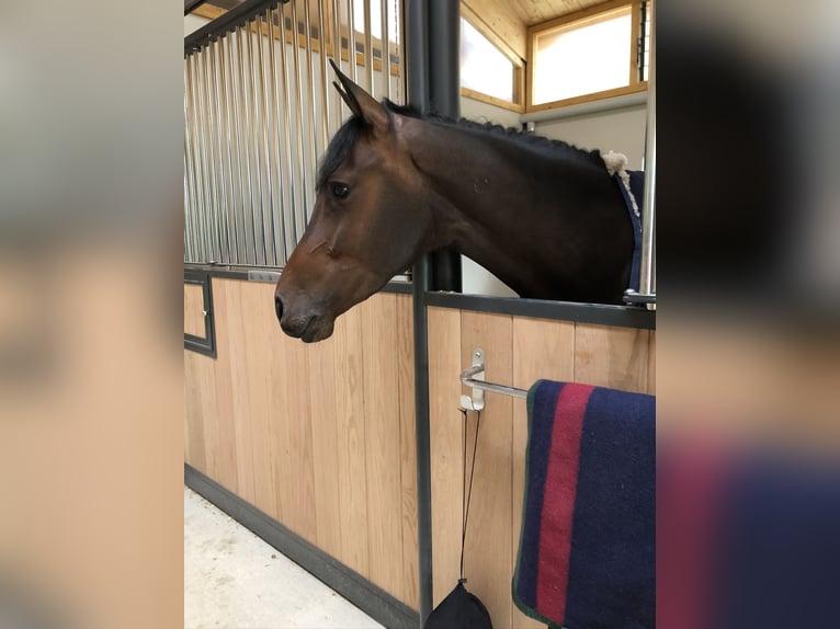 Hanovrien Jument 11 Ans 165 cm Bai brun in Neuchâtel