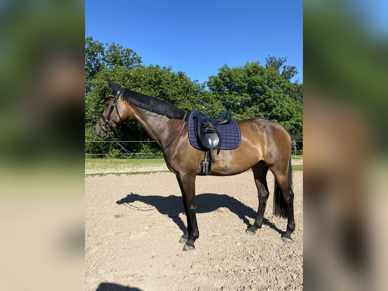 Hanovrien Jument 11 Ans 165 cm Bai in Lage