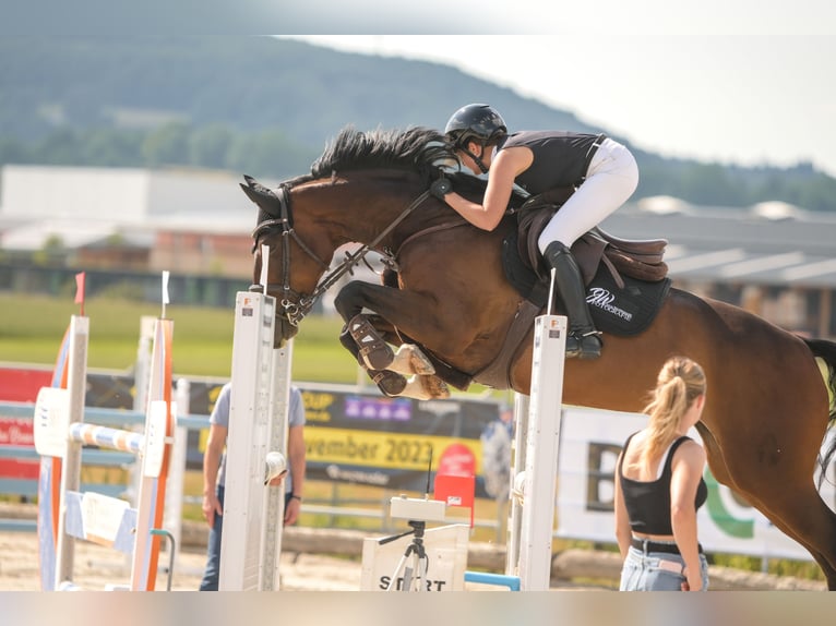 Hanovrien Jument 11 Ans 165 cm Bai in Trochtelfingen