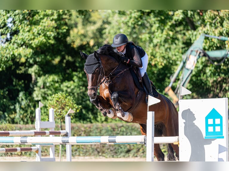 Hanovrien Jument 11 Ans 165 cm Bai in Trochtelfingen