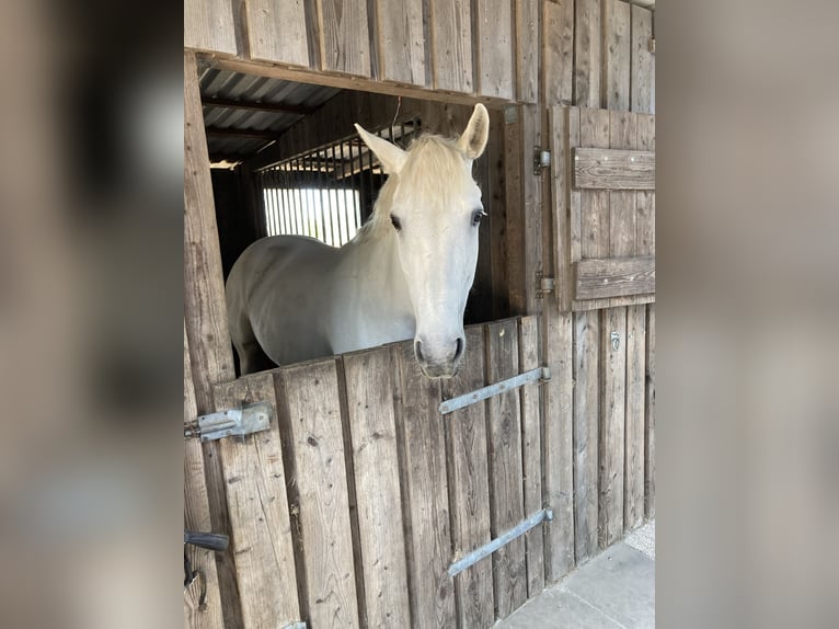 Hanovrien Jument 11 Ans 165 cm Gris in Sommerland