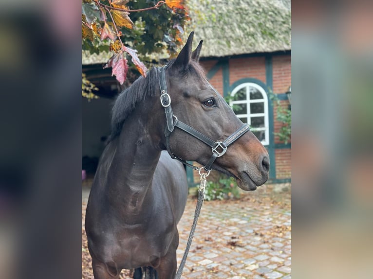 Hanovrien Jument 11 Ans 166 cm Bai brun in Bovenau