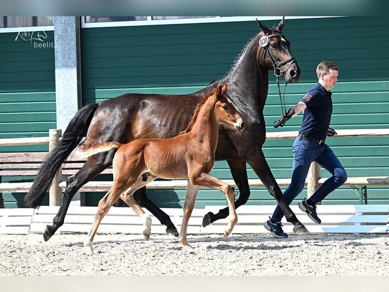 Hanovrien Jument 11 Ans 166 cm Bai brun foncé in Raddestorf