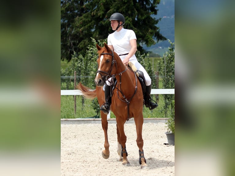 Hanovrien Jument 11 Ans 167 cm Alezan in Triesen