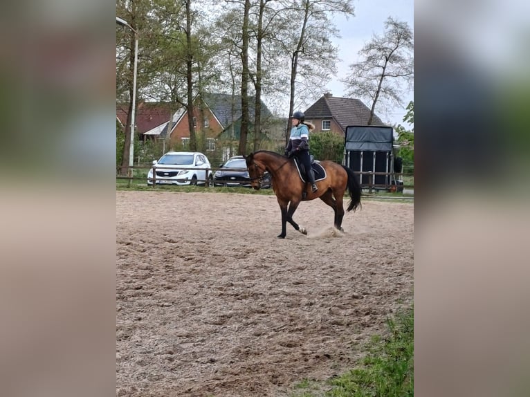 Hanovrien Jument 11 Ans 167 cm Bai brun in Ganderkesee