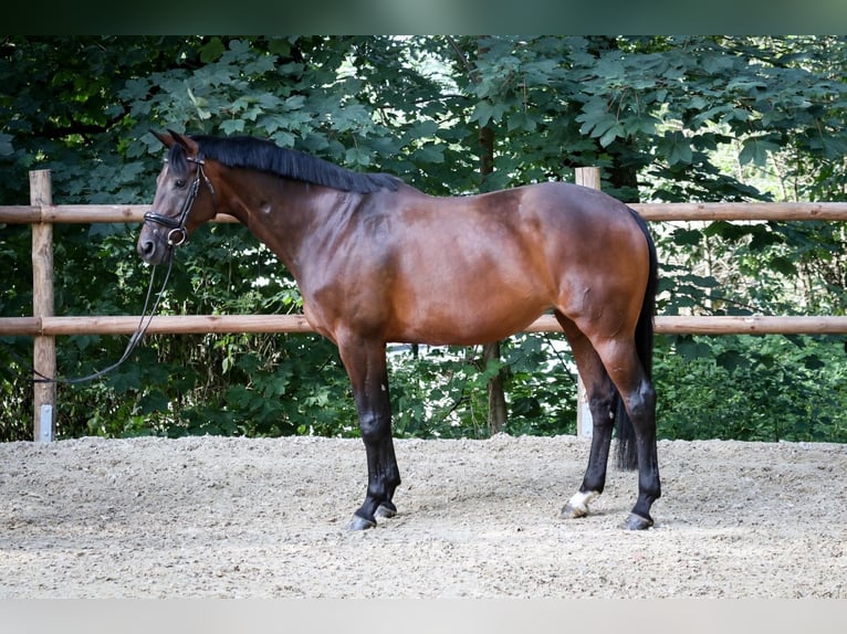 Hanovrien Jument 11 Ans 167 cm Bai in Wuppertal