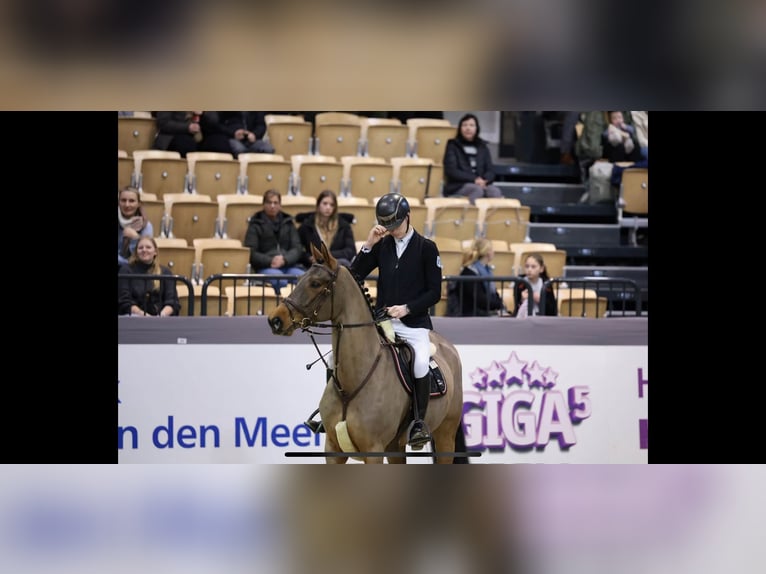 Hanovrien Jument 11 Ans 167 cm Bai in Kevelaer