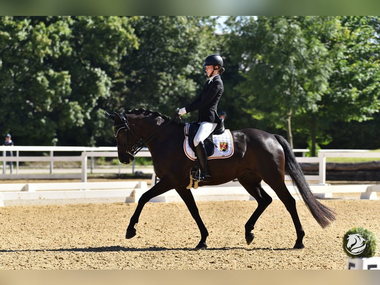 Hanovrien Jument 11 Ans 167 cm Noir in Bad Tatzmannsdorf