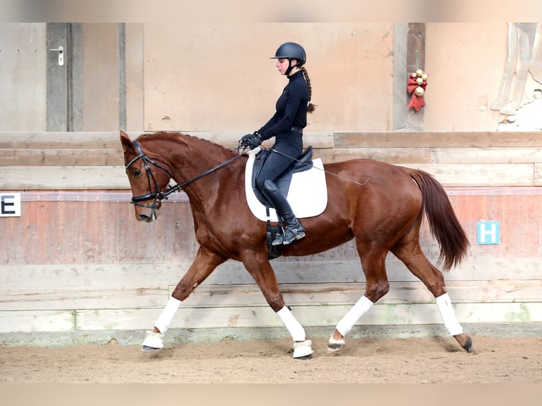 Hanovrien Jument 11 Ans 168 cm Alezan in Altenstadt