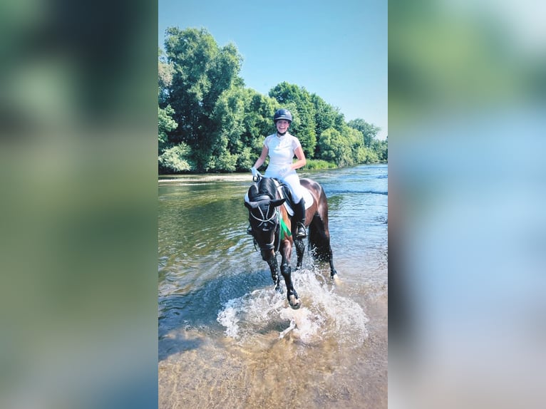 Hanovrien Jument 11 Ans 168 cm Bai brun in Schwalmstadt