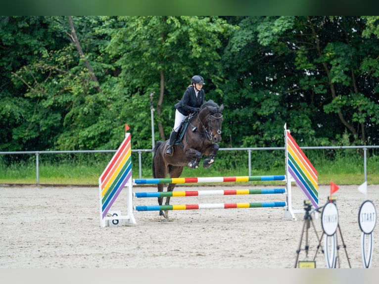 Hanovrien Jument 11 Ans 168 cm Bai brun in Schwalmstadt