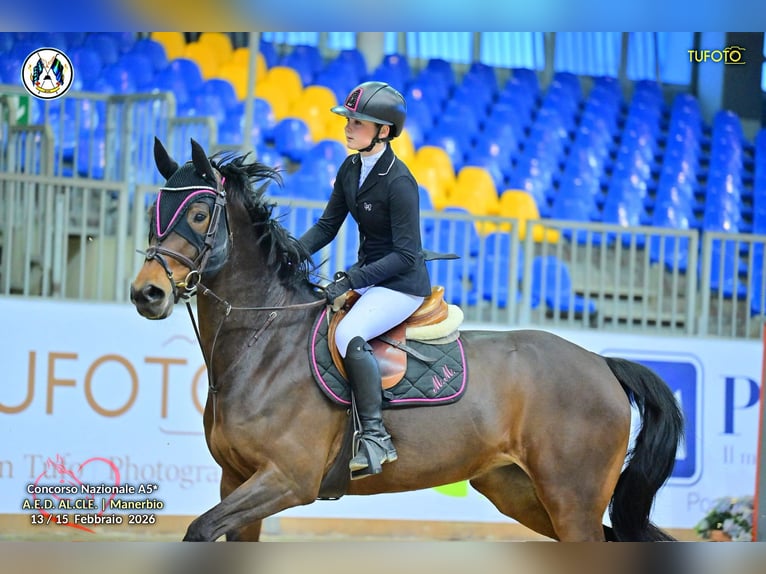 Hanovrien Jument 11 Ans 168 cm Bai brun in Padova