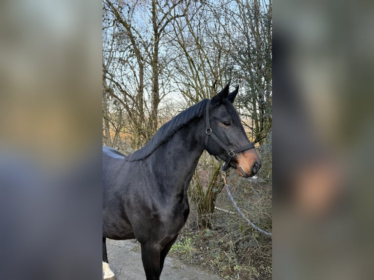 Hanovrien Jument 11 Ans 168 cm Bai in Weil der Stadt