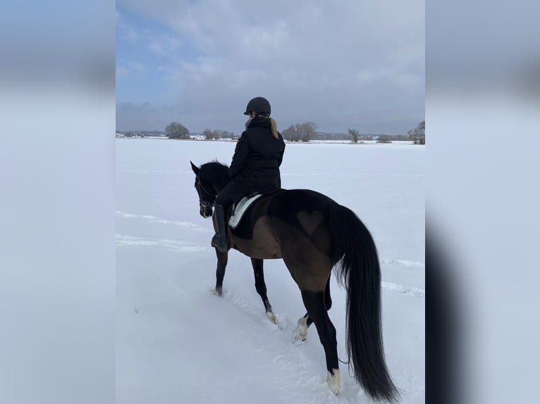 Hanovrien Jument 11 Ans 168 cm  in Wabern