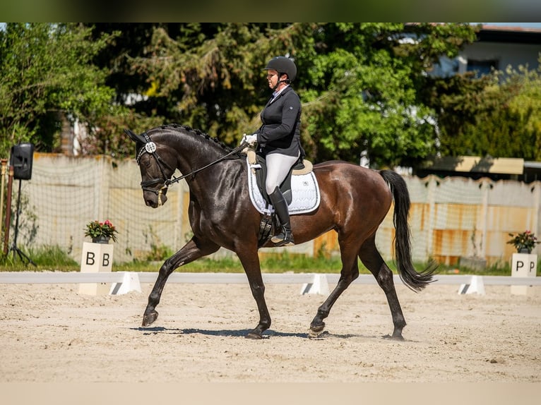 Hanovrien Jument 11 Ans 168 cm Noir in Bad Schmiedeberg