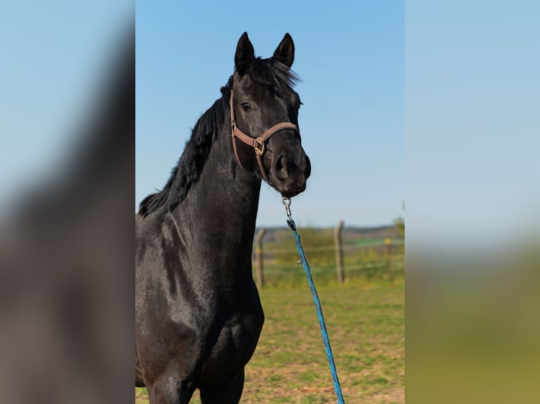 Hanovrien Jument 11 Ans 168 cm Noir in Poggensee