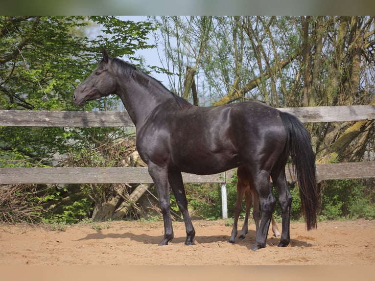 Hanovrien Jument 11 Ans 168 cm Noir in Poggensee