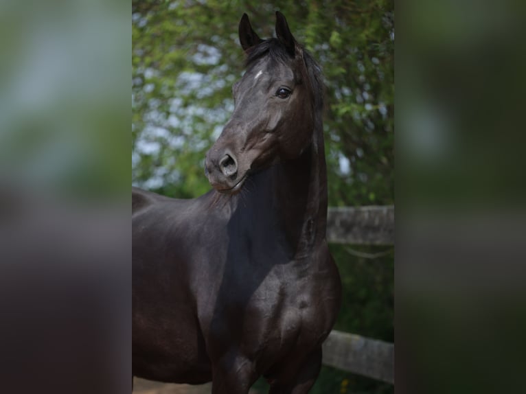 Hanovrien Jument 11 Ans 168 cm Noir in Poggensee