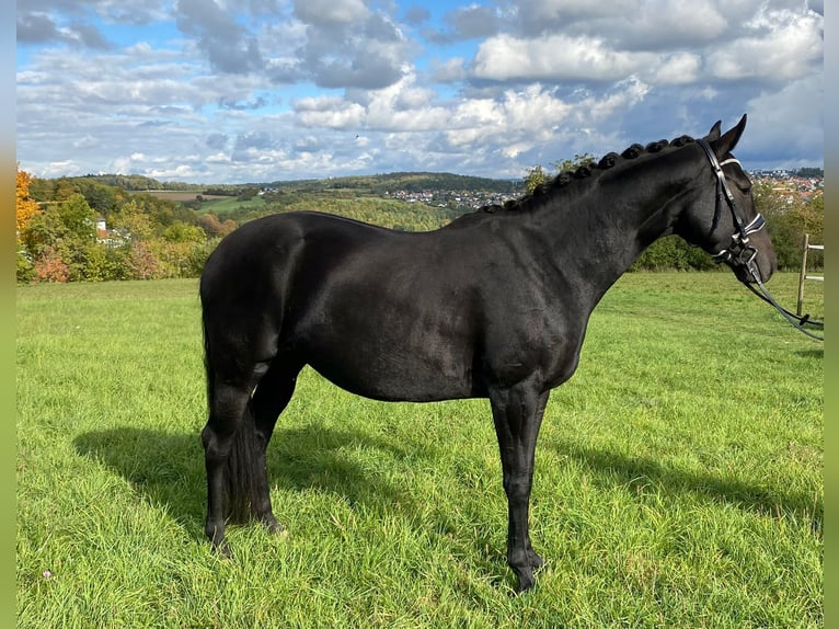 Hanovrien Jument 11 Ans 168 cm Noir in Meckenbeuren