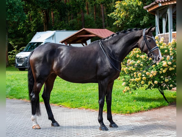 Hanovrien Jument 11 Ans 169 cm Bai brun in Wuppertal