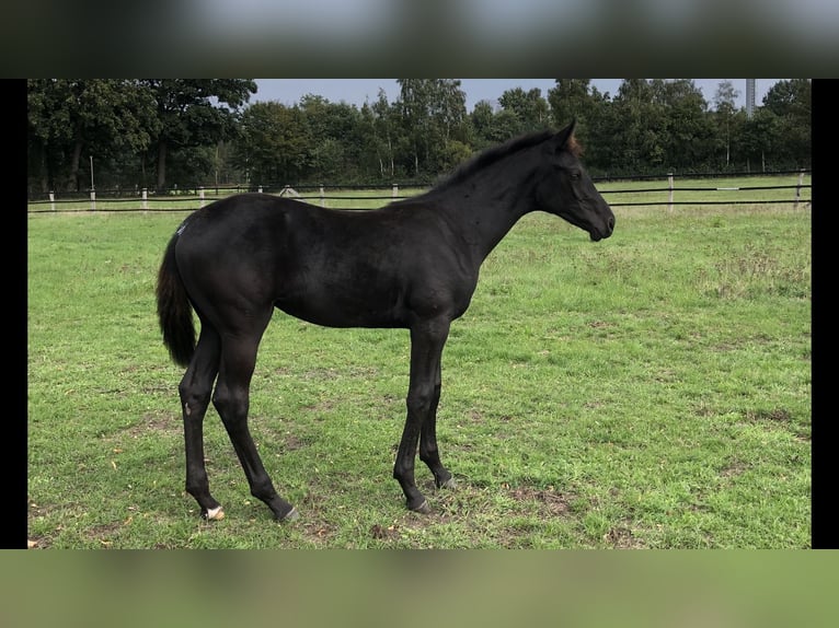 Hanovrien Jument 11 Ans 169 cm Noir in Wedemark