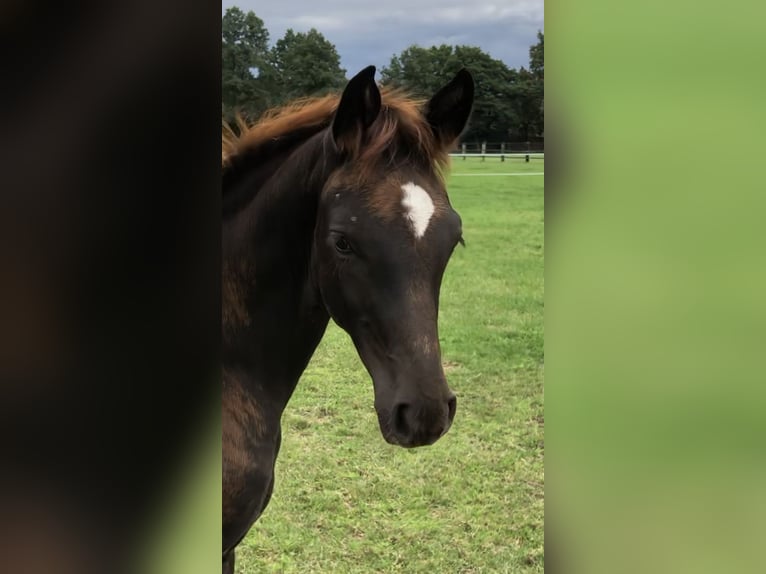 Hanovrien Jument 11 Ans 169 cm Noir in Wedemark