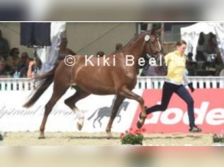 Hanovrien Jument 11 Ans 170 cm Alezan brûlé in Hamburg