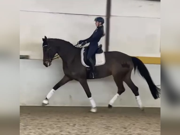 Hanovrien Jument 11 Ans 170 cm Bai brun in HassendorfSottrum