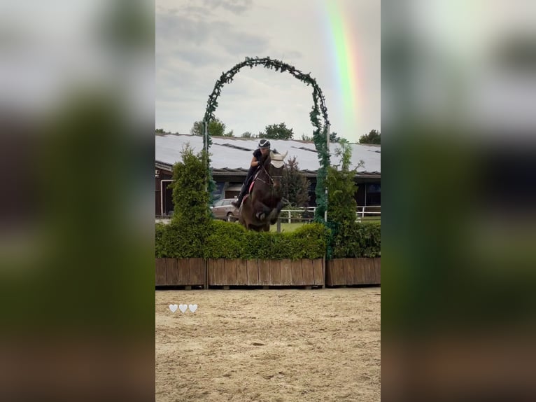 Hanovrien Jument 11 Ans 170 cm Bai brun in Halle
