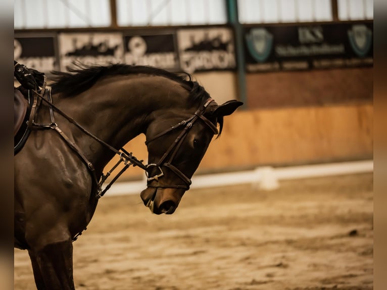 Hanovrien Jument 11 Ans 170 cm Bai brun in Halle