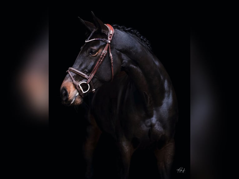 Hanovrien Jument 11 Ans 170 cm Bai brun in Halle