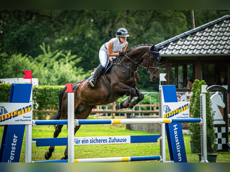 Hanovrien Jument 11 Ans 170 cm Bai brun in Halle