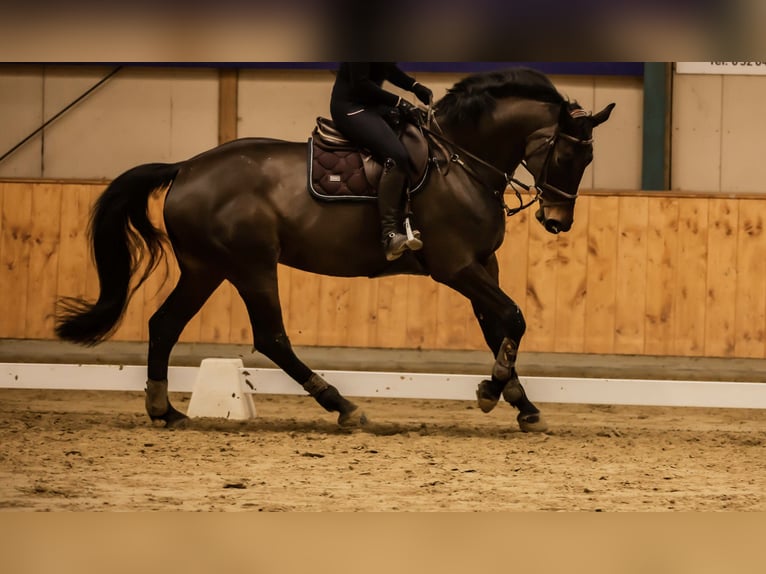 Hanovrien Jument 11 Ans 170 cm Bai brun in Halle