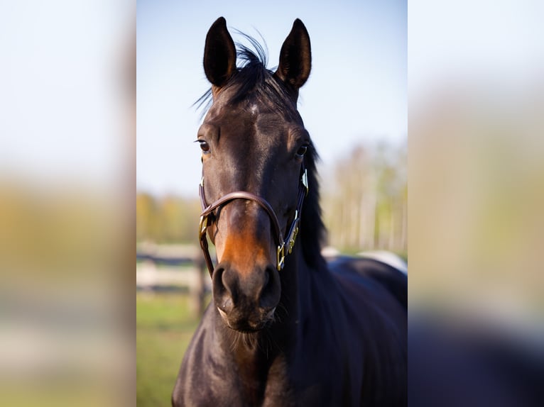 Hanovrien Jument 11 Ans 170 cm Bai brun in Halle