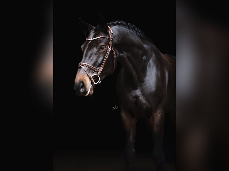 Hanovrien Jument 11 Ans 170 cm Bai brun in Halle