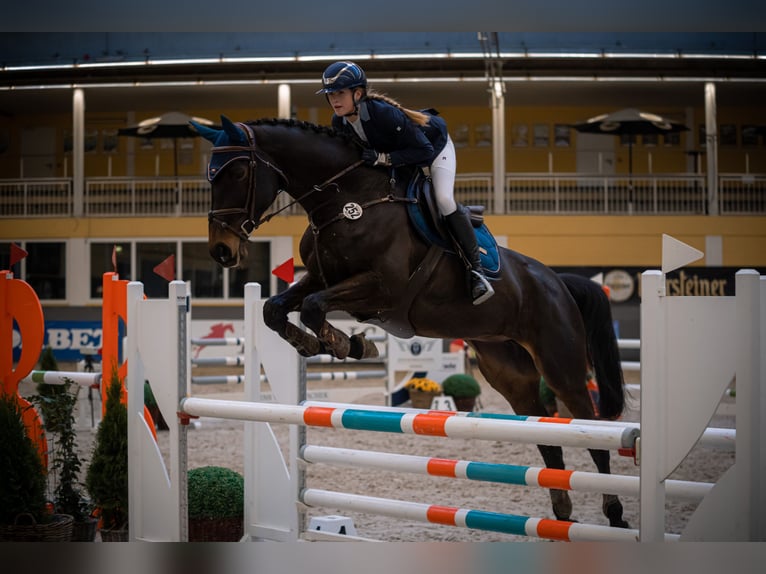 Hanovrien Jument 11 Ans 170 cm Bai brun in Halle