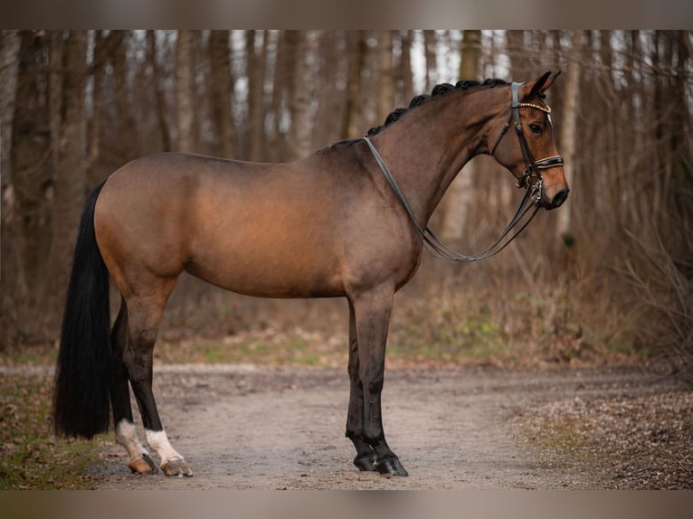 Hanovrien Jument 11 Ans 170 cm Bai in Wehringen