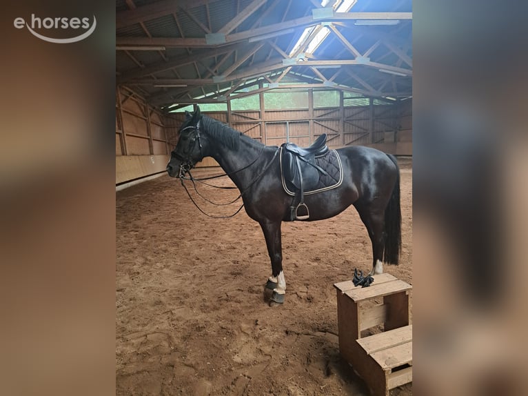 Hanovrien Jument 11 Ans 171 cm Noir in Vorbach