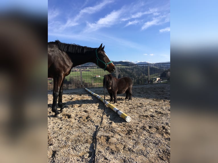 Hanovrien Jument 11 Ans 173 cm Bai brun in Stockach