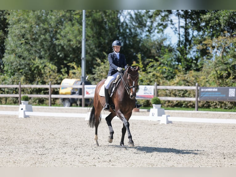 Hanovrien Jument 11 Ans 173 cm Bai brun in Hemmingstedt