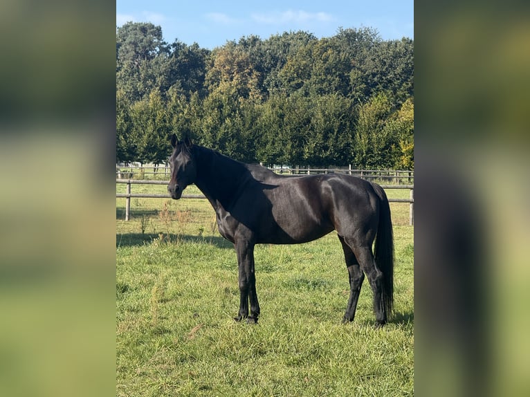 Hanovrien Jument 11 Ans 173 cm Bai brun foncé in Stahnsdorf
