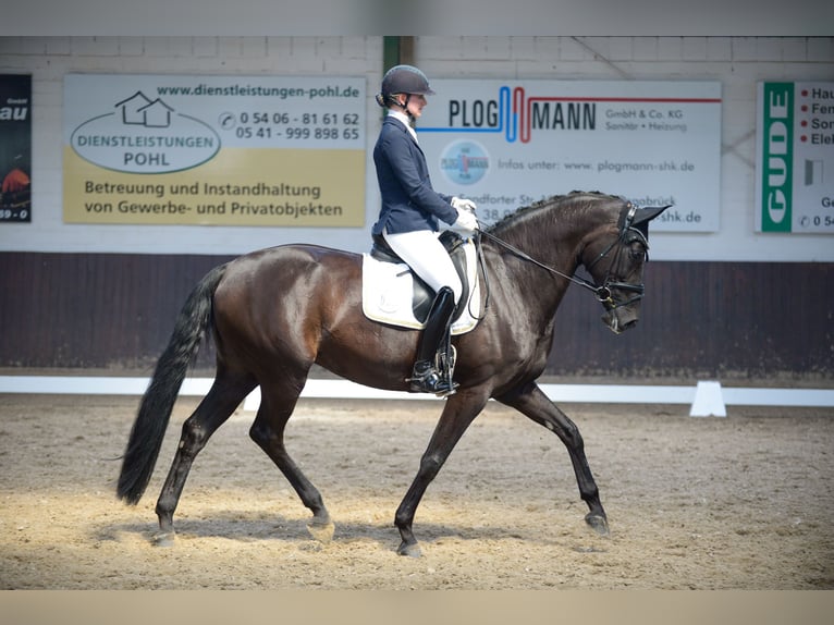 Hanovrien Jument 11 Ans 173 cm Noir in Bramsche