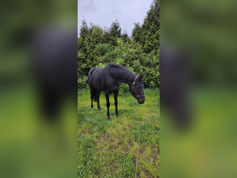 Hanovrien Jument 11 Ans 173 cm Noir in Gladbeck