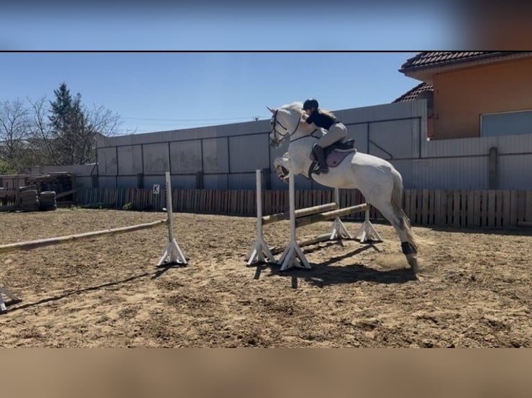 Hanovrien Jument 11 Ans 178 cm Gris in Uzhhorod