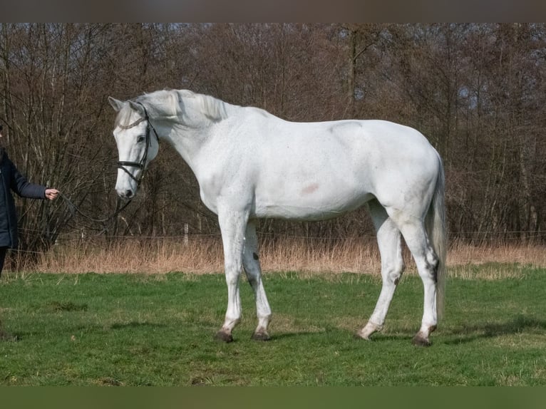 Hanovrien Jument 11 Ans 178 cm Gris in Uzhhorod