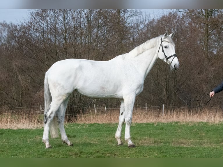Hanovrien Jument 11 Ans 178 cm Gris in Uzhhorod