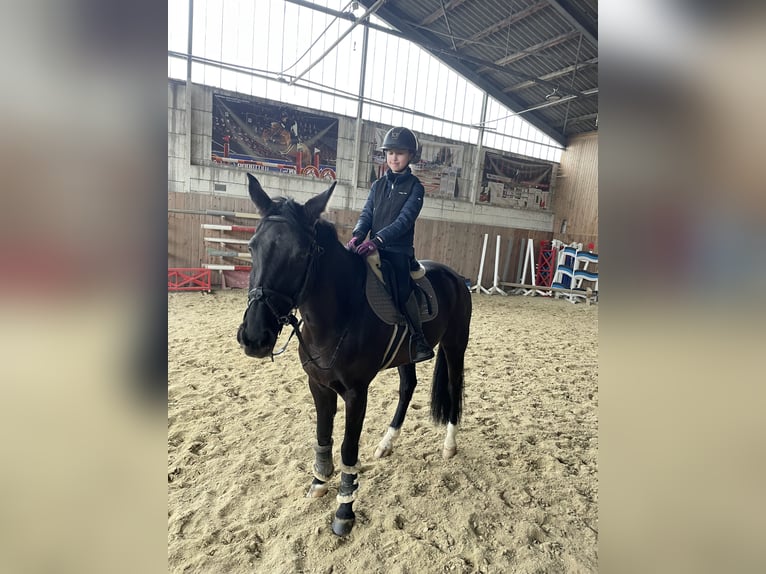Hanovrien Jument 11 Ans Bai brun foncé in Eisenstadt