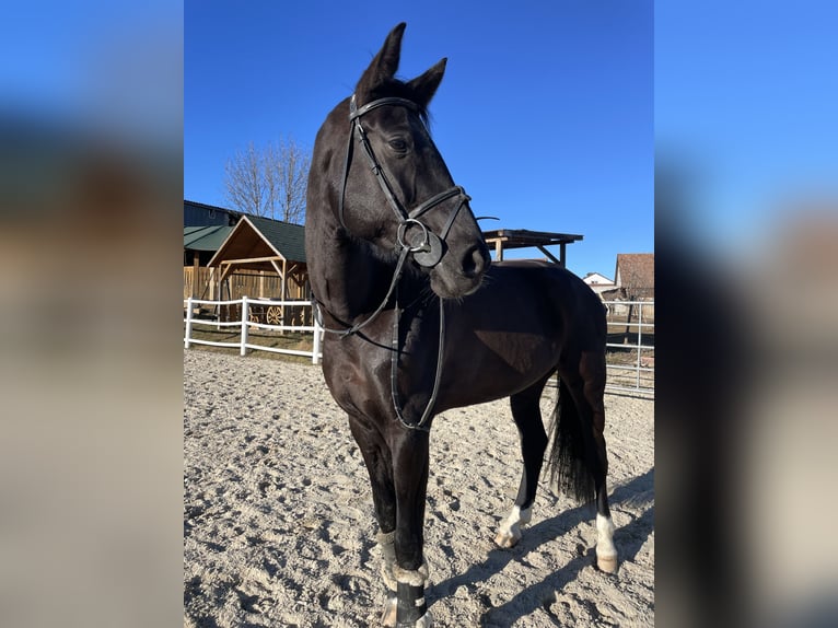 Hanovrien Jument 11 Ans Bai brun foncé in Eisenstadt