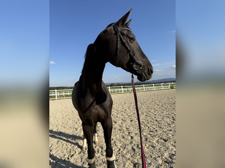 Hanovrien Jument 11 Ans Bai brun foncé in Eisenstadt