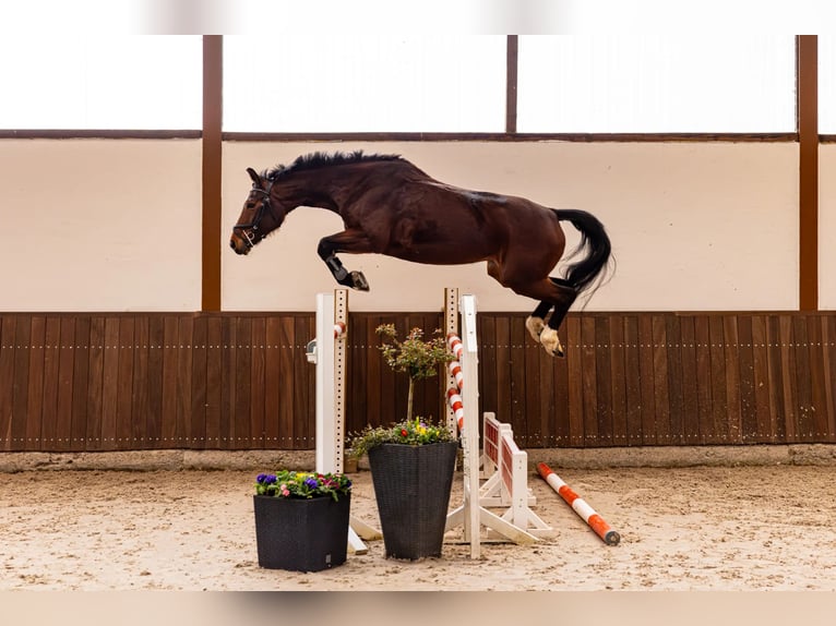 Hanovrien Jument 12 Ans 154 cm Bai in Merzig